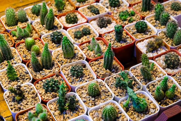 Muchos y variedad de cactus en maceta.