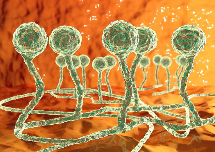 Foto mucor fungo preto que causa mucormicose na pele, seios da face, cérebro e pulmões. complicação da covid-19. ilustração 3d