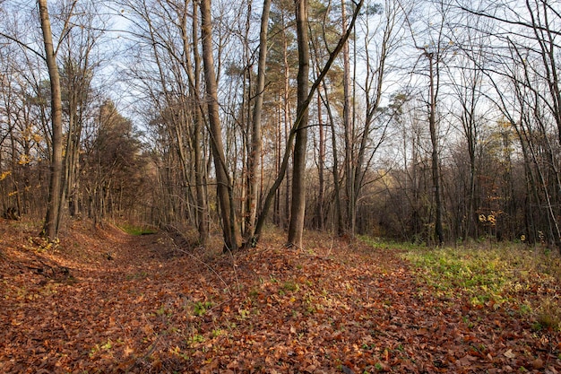 Mudanças na natureza durante a temporada de outono