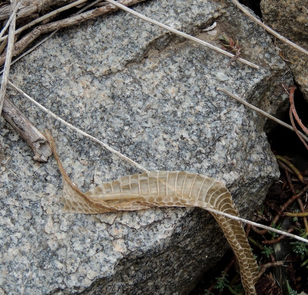 Mudando pele de cobra em uma rocha