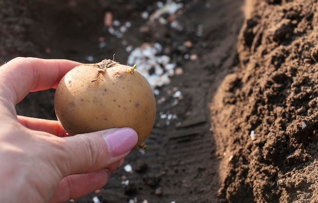 Mudando um tubérculo de batata em uma garota em uma mão plantada em um sulco