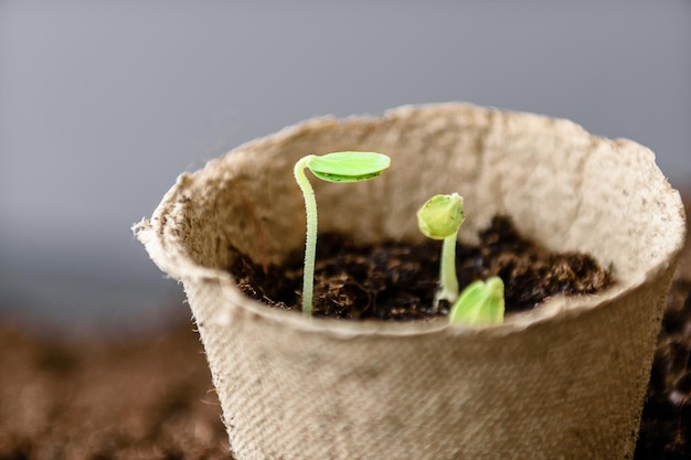 Mudas crescendo em vasos com musgo de turfa Os brotos de plantas jovens no contexto da terra são fechados e copiam o espaço