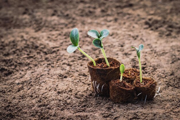 Foto mudas de abóboras estão prosperando em solo fértil, conceito de ecologia.