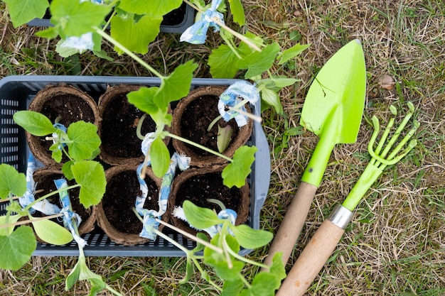 Mudas de abobrinha em copos de turfa para plantar em um canteiro na primavera