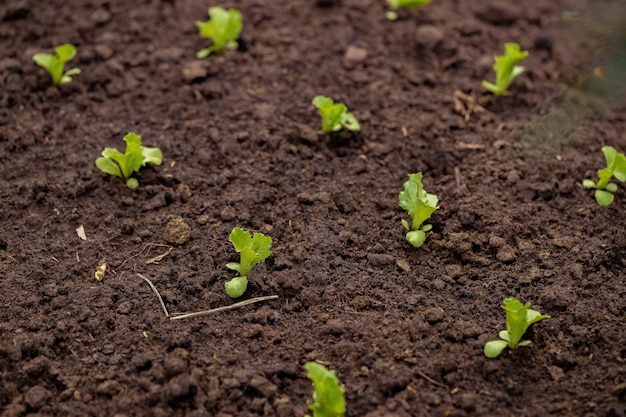 Mudas de alface pequenas cultivadas no solo