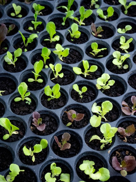 Mudas de alface verde e vermelho um viveiro de horticultura