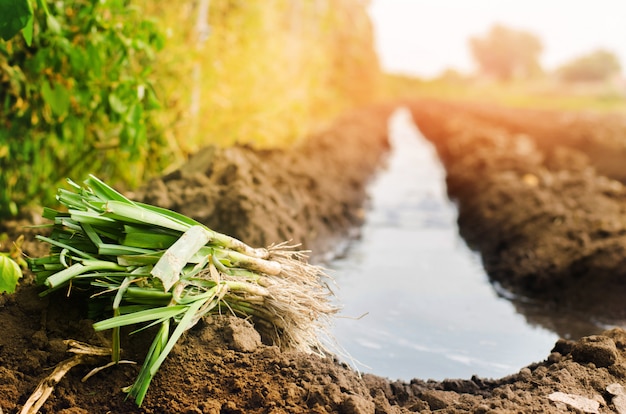 Mudas de alho-poró estão prontas para o plantio no campo. Agricultura, legumes, orgânicos