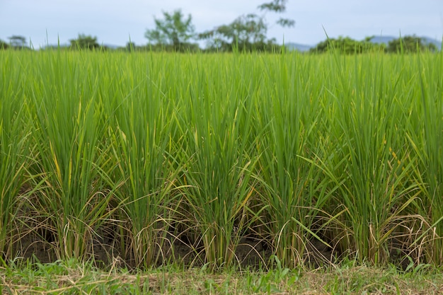 Foto mudas de arroz crescendo no campo