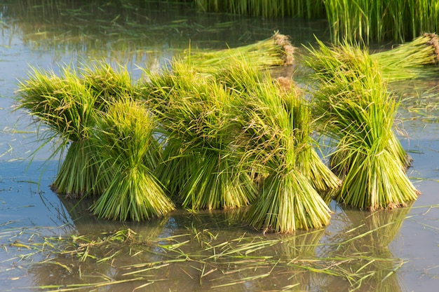 Mudas de arroz em campos de arroz