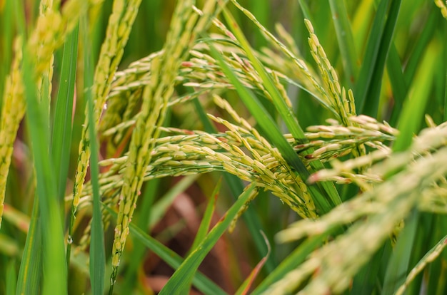 Mudas de arroz nos campos