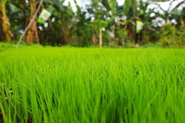 Foto mudas de arroz que foram semeadas em tanques de mudas antes de serem transferidas para o plantio no campo