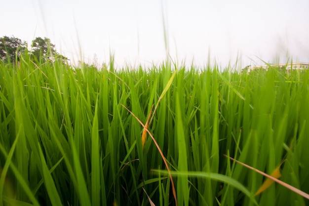 Mudas de arroz.