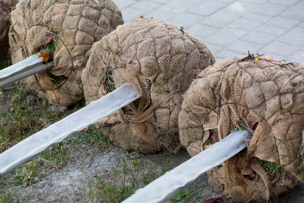 Mudas de árvores jovens para serem plantadas na cidade, estacionar as raízes envoltas em pano de linho deitar no chão, paisagismo da cidade