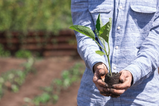 Mudas de berinjela com um pedaço de solo nas mãos do jardineiro