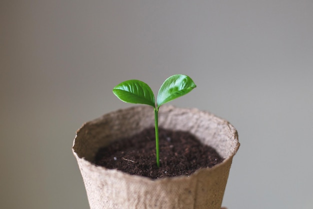 Mudas de broto pequeno em uma pilha de solo em uma panela de turfa isolada em um fundo de papel cinza fechar