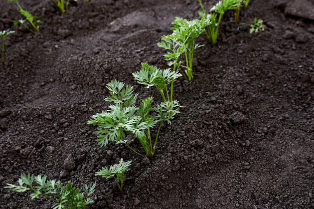 Mudas de cenoura são plantadas em fileira camas de cenouras jovens em crescimento mudas de cenoura na fazenda