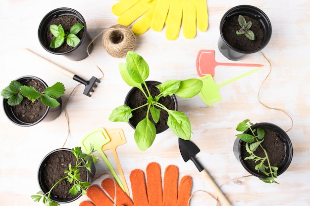 Mudas de espinafre morangos manjericão salsa hortelã em vasos em uma mesa de madeira com ferramentas de jardinagem vista superior Preparando-se para a época de plantio cultivo de vegetais orgânicos no jardim