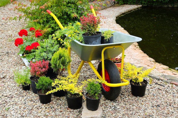 Mudas de flores e plantas arbóreas em vasos na margem do lago