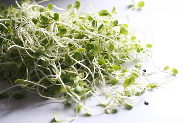 Mudas de girassol frescas, Microgreen Organic