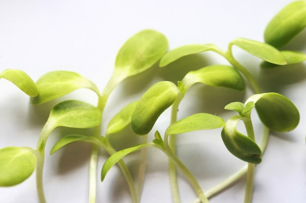 Mudas de girassol frescas, Microgreen Organic