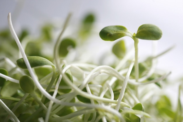 Mudas de girassol frescas, microgreen organic