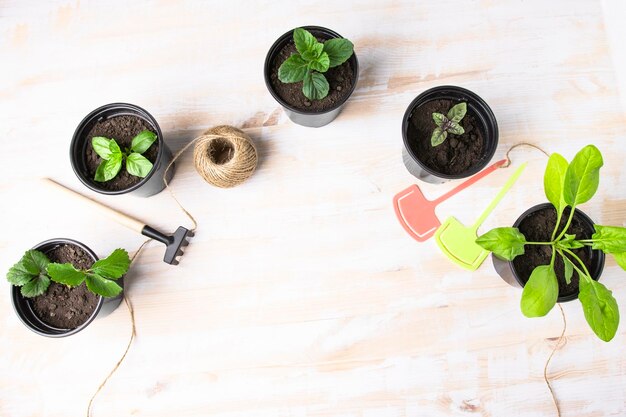 Mudas de legumes e ervas em vasos em uma mesa de madeira com espaço para cópia Verdes crescentes