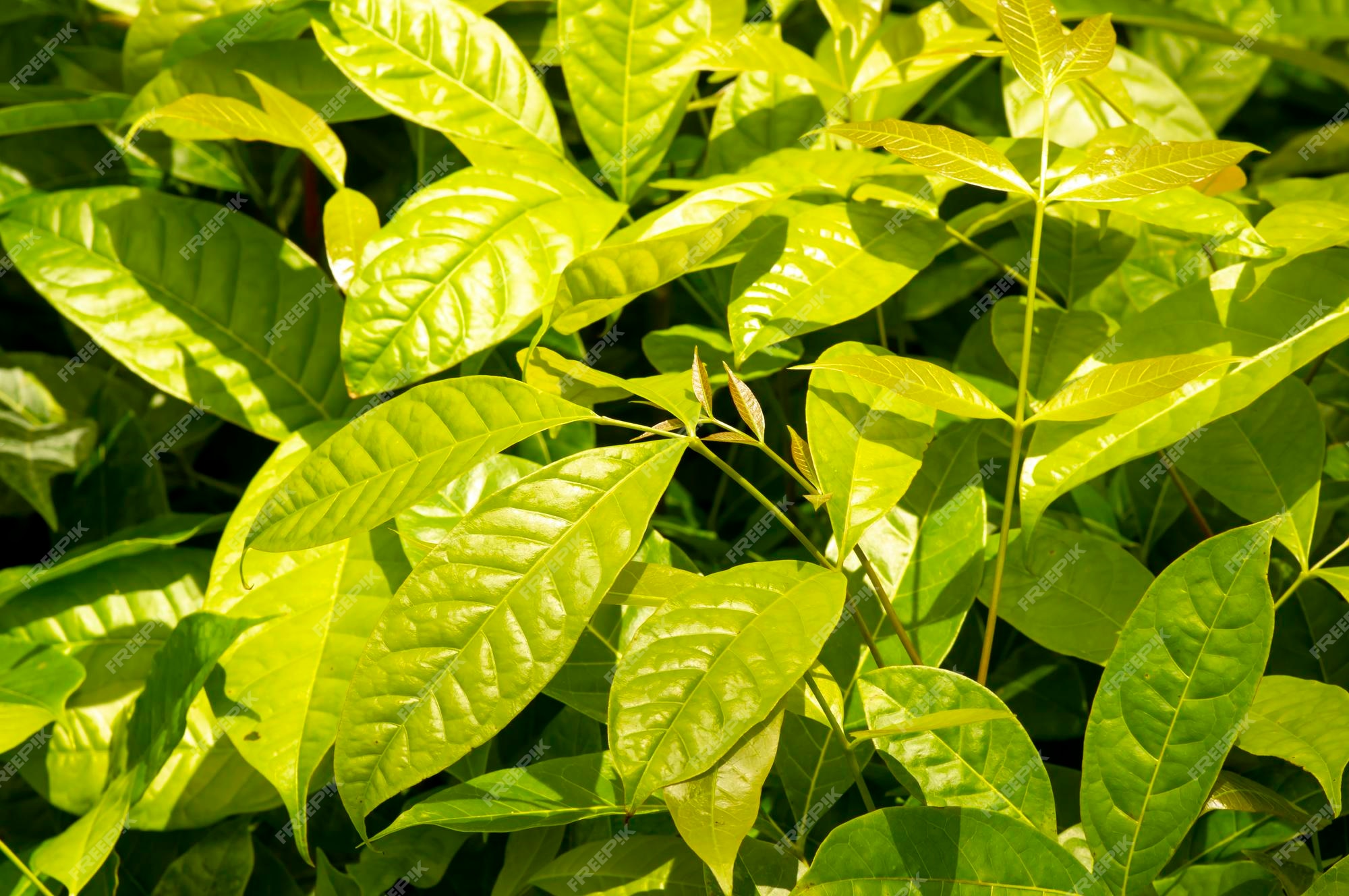 Sementes de árvore de Mogno (Swietenia mahagoni)