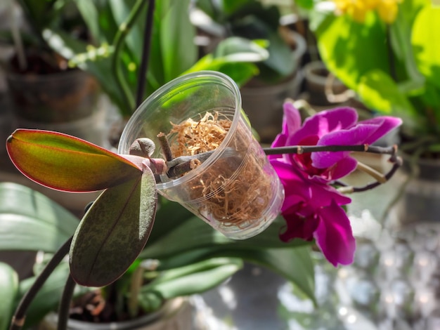 Mudas de orquídea bebê em um recipiente transparente com musgo Criação de orquídeas Floricultura interior