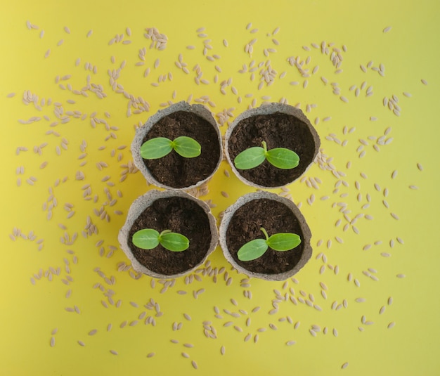 Foto mudas de pepino em fundo amarelo