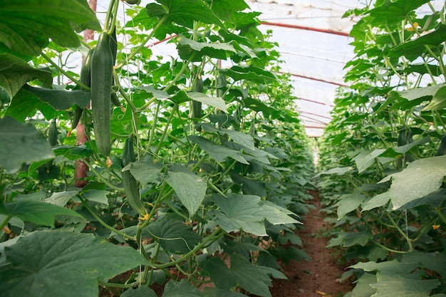 Mudas de pepino no fundo da estufaxA