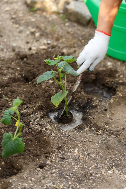 Mudas de pepino. Trabalha na jardinagem.