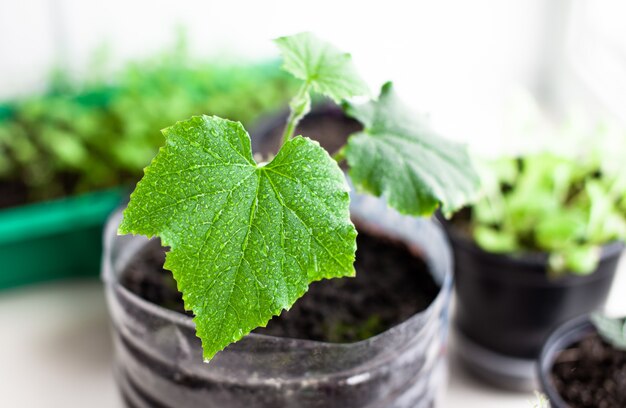 Mudas de pepinos e plantas em vasos de flores perto da janela, um close-up de folha verde. Cultivar alimentos em casa para um estilo de vida ecológico e saudável. Cultivo de mudas em casa na estação fria