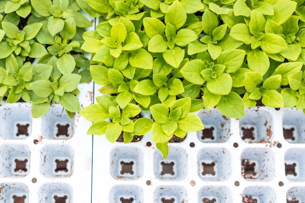 Mudas de petúnia preparadas para serem replantadas em vasos