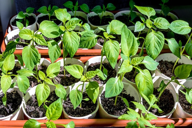 Mudas de pimenta búlgara crescem em estufa