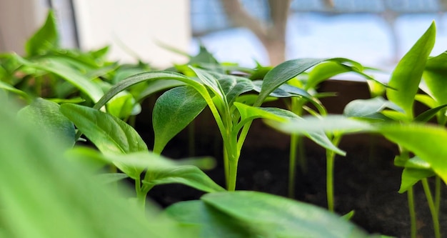 Mudas de pimenta closeup na janela O conceito de preparação de plantio de primavera para a temporada de primavera semeando vegetais ecológicos fundo natural