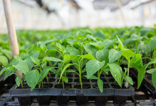 Foto mudas de pimenta em bandeja de plástico preta prontas para transplante