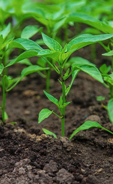 Mudas de pimenta em uma estufa foco seletivo