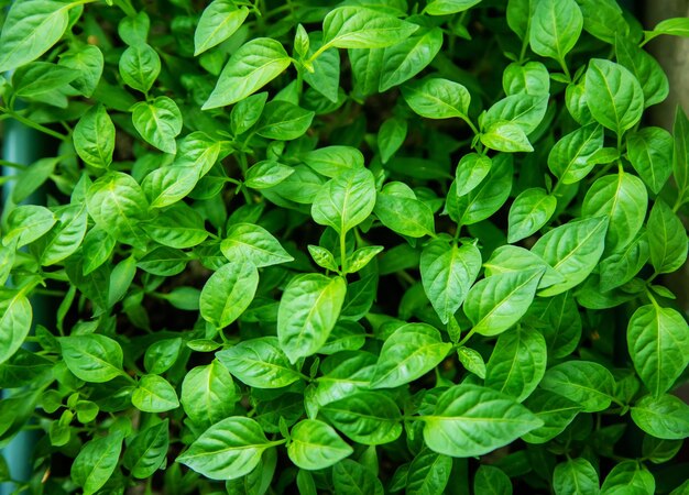 Mudas de pimenta em vasos no parapeito da janela. foco seletivo. natureza