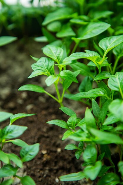 Mudas de pimenta em vasos no parapeito da janela. Foco seletivo. Natureza