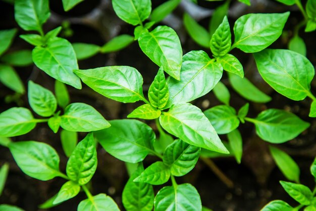 Mudas de pimenta em vasos no parapeito da janela. foco seletivo. natureza