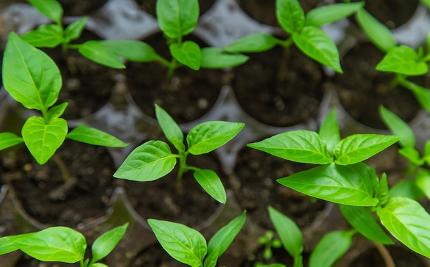 Mudas de pimenta no peitoril da janela