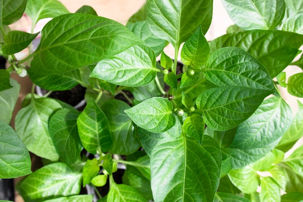 Mudas de pimenta prontas para transplante em plantas bonitas e saudáveis de campo aberto com botões