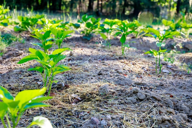 Mudas de pimentão doce são plantadas no chão