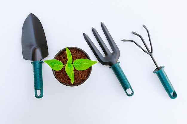 Mudas de pimentão em pote de plástico e ferramentas de jardim isoladas em branco