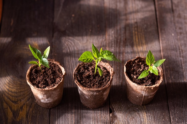 Mudas de pimentas em vasos de turfa em um fundo de madeira Conceito de jardinagem de primavera