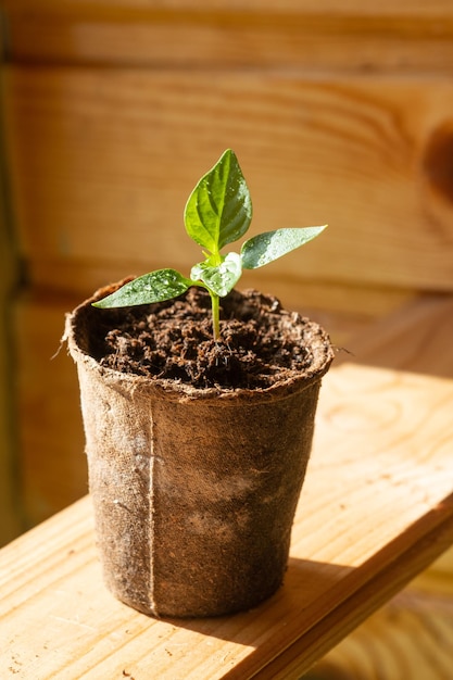 Mudas de pimentas em vasos de turfa em um fundo de madeira Conceito de jardinagem de primavera