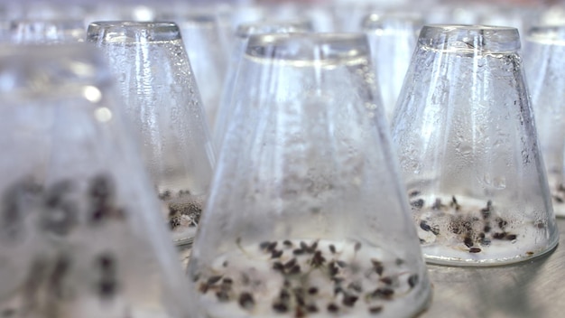 Mudas de plantas crescendo sob vidraria de laboratório de teste Brotos de plantas germinadas