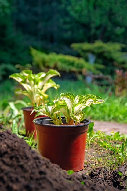 Mudas de plantas de jardim preparadas para transplante no jardim vasos com plantas jovens trabalho de primavera no jardim