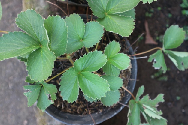 Mudas de plantas de morango em vasos crescem no parapeito da janela Conceito de jardinagem primavera Copiar espaço Crescer folhas verdes Vista superior