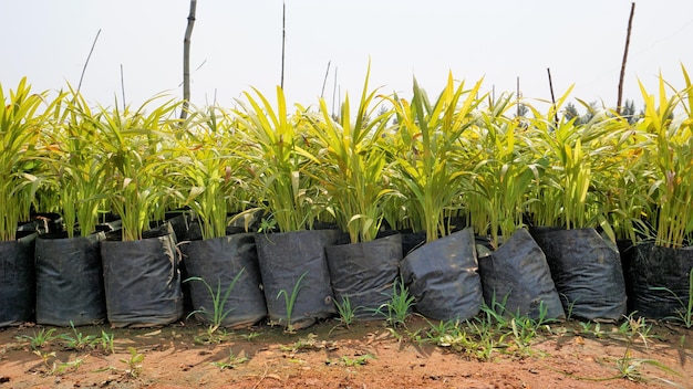 Mudas de plantas de noz de bétele ou areca mantidas em cultivo de cobertura plástica em um jardim de viveiro na Índia perto de Hour Tamilnadu India